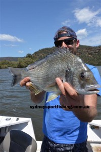The Hawkesbury river is home to some massive Bream.
