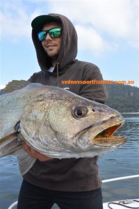 Some impressive Mulloway have been caught on lures and bait in recent weeks.