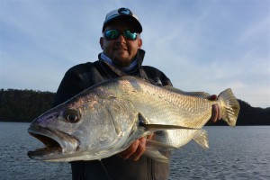 Some great Mulloway will be hunting around this Autumn.
