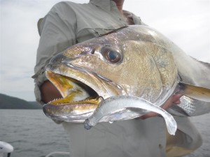 mulloway on lures